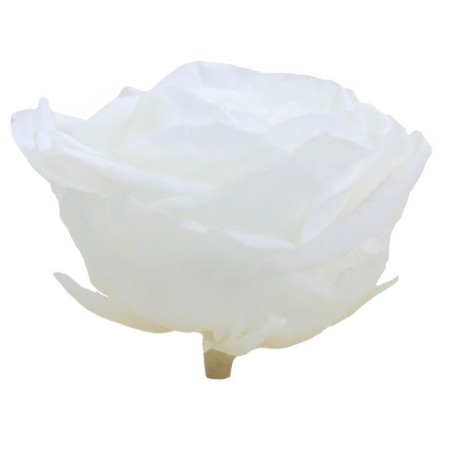 Rose Stabilisée | Grossiste Fleuristes | Fleurs Artificielles Rose Stabilisée | Grossiste Fleuristes | Fleurs Artificielles