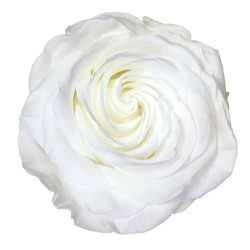 Rose Stabilisée  | Grossiste Fleuristes | Fleurs Artificielles