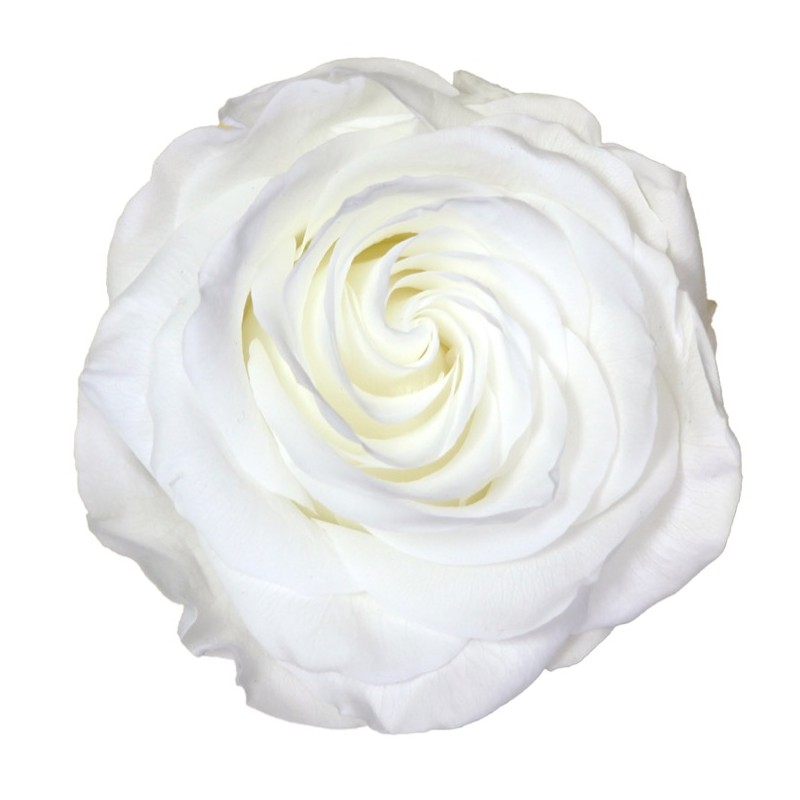 Rose Stabilisée | Grossiste Fleuristes | Fleurs Artificielles Rose Stabilisée | Grossiste Fleuristes | Fleurs Artificielles