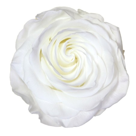 Rose Stabilisée | Grossiste Fleuristes | Fleurs Artificielles Rose Stabilisée | Grossiste Fleuristes | Fleurs Artificielles