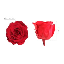 Rose Eternelle | Grossiste Fleuristes | Fleurs stabilisées