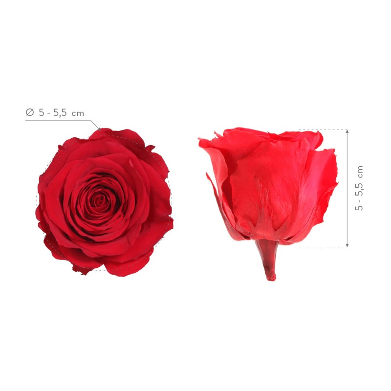 Rose Eternelle | Grossiste Fleuristes | Fleurs stabilisées Rose Eternelle | Grossiste Fleuristes | Fleurs stabilisées