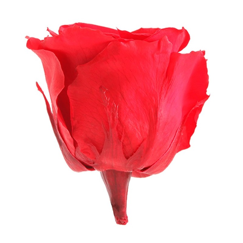Rose Eternelle | Grossiste Fleuristes | Fleurs stabilisées Rose Eternelle | Grossiste Fleuristes | Fleurs stabilisées