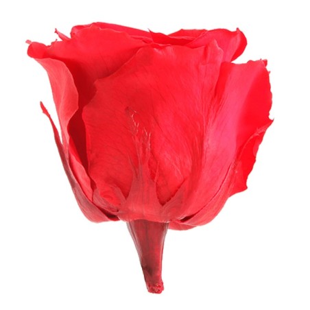 Rose Eternelle | Grossiste Fleuristes | Fleurs stabilisées Rose Eternelle | Grossiste Fleuristes | Fleurs stabilisées