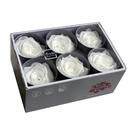 Rose Eternelle | Grossiste Fleuristes | Fleurs stabilisées