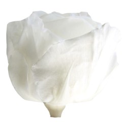 Rose Eternelle | Grossiste Fleuristes | Fleurs stabilisées