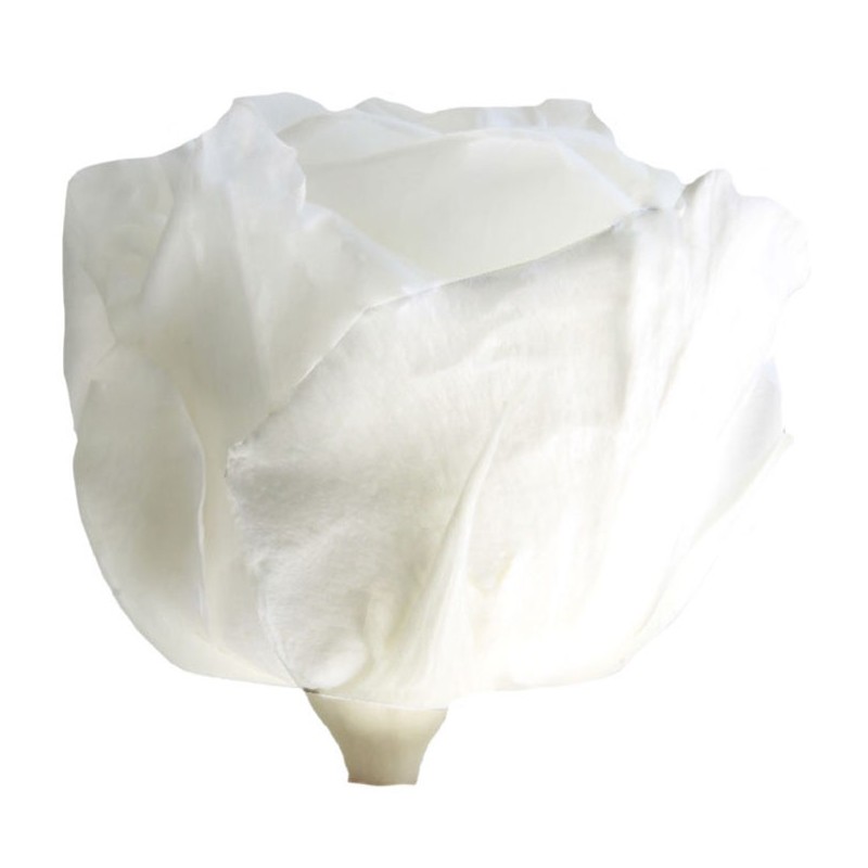 Rose Eternelle | Grossiste Fleuristes | Fleurs stabilisées