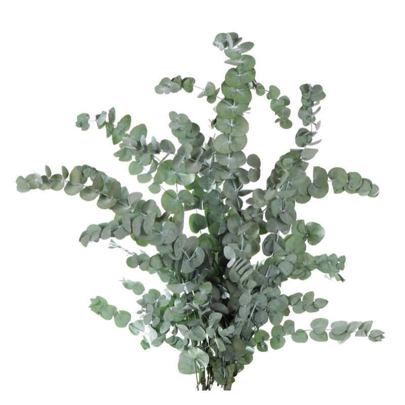 Eucalyptus Stabilisé  | Grossiste Fleuristes | Fleurs Eternelles Eucalyptus Stabilisé  | Grossiste Fleuristes | Fleurs Eternelles