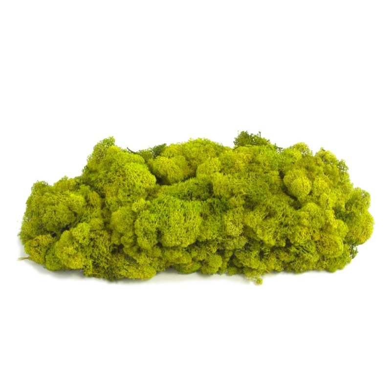 Lichen Stabilisée | Grossiste Fleuristes | Feuillage stabilisé