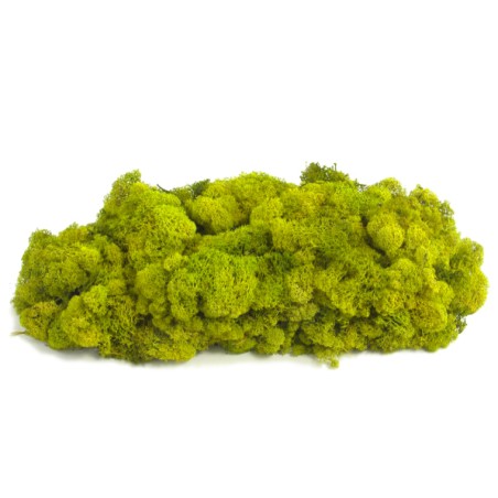 Lichen Stabilisée | Grossiste Fleuristes | Feuillage stabilisé