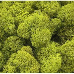 Lichen Stabilisée | Grossiste Fleuristes | Feuillage stabilisé