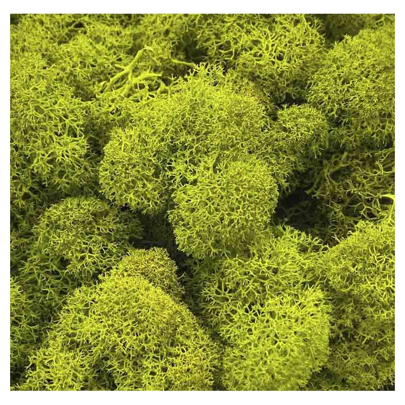 Lichen Stabilisée | Grossiste Fleuristes | Feuillage stabilisé