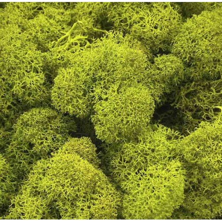 Lichen Stabilisée | Grossiste Fleuristes | Feuillage stabilisé