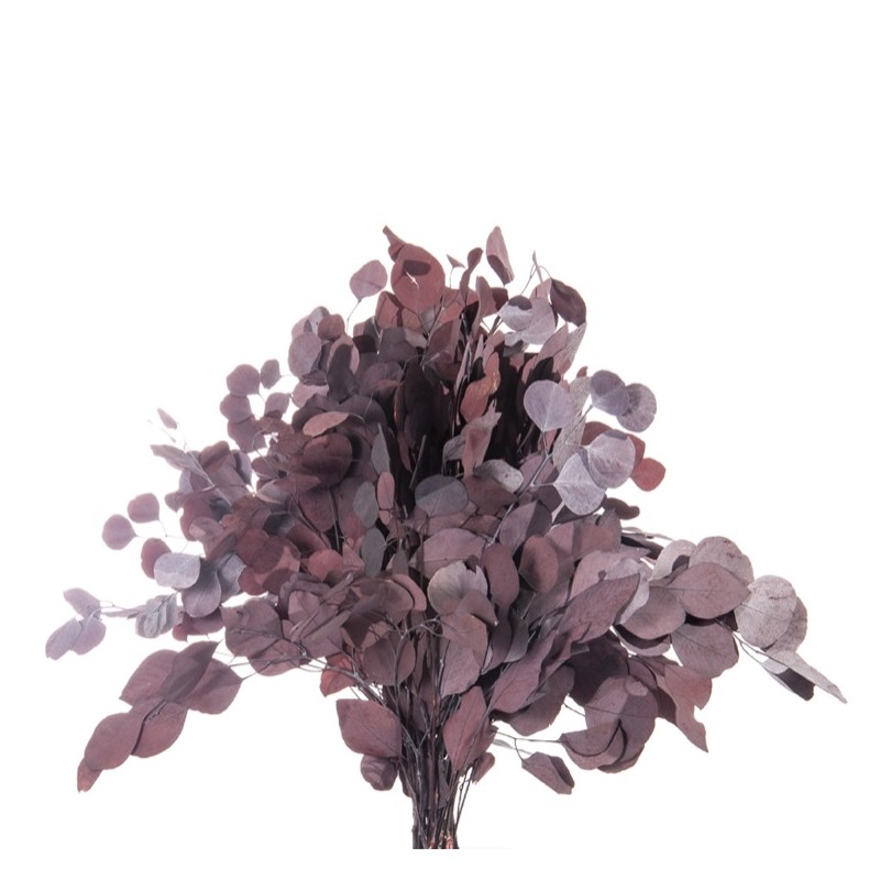 Eucalyptus Stabilisée  | Grossiste Fleuristes | Fleurs Artificielles
