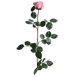 Rose eternelle sur tige | Grossiste Fleuristes | Fleurs Stabilisées