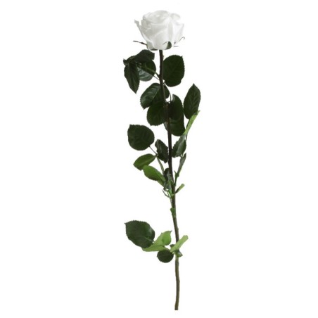 Rose eternelle sur tige | Grossiste Fleuristes | Fleurs Stabilisées Rose eternelle sur tige | Grossiste Fleuristes | Fleurs Stabilisées