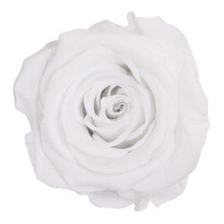 Rose eternelle sur tige | Grossiste Fleuristes | Fleurs Stabilisées
