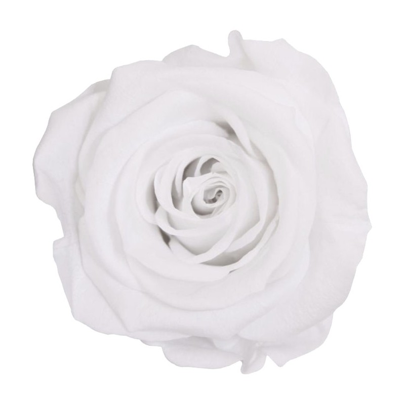 Rose eternelle sur tige | Grossiste Fleuristes | Fleurs Stabilisées Rose eternelle sur tige | Grossiste Fleuristes | Fleurs Stabilisées