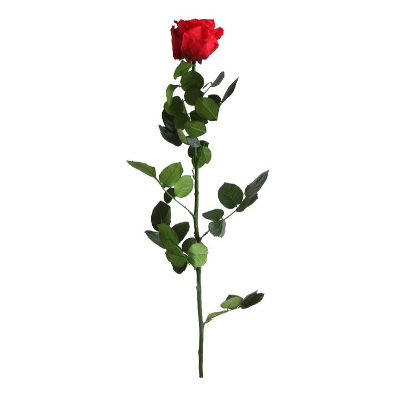 Rose eternelle sur tige | Grossiste Fleuristes | Fleurs Stabilisées Rose eternelle sur tige | Grossiste Fleuristes | Fleurs Stabilisées