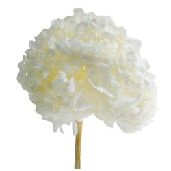 Hortensia Stabilisée | Grossiste fleuristes | Qualité Prix