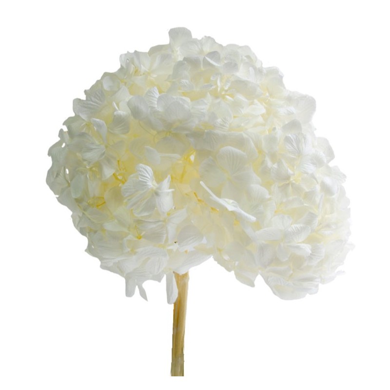 Hortensia Stabilisée | Grossiste fleuristes | Qualité Prix Hortensia Stabilisée | Grossiste fleuristes | Qualité Prix