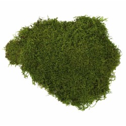 Mousse Stabilisée  | Grossiste en Végétaux stabilisés