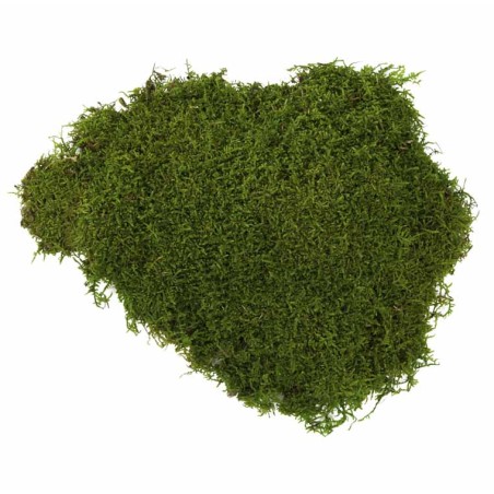 Mousse Stabilisée  | Grossiste en Végétaux stabilisés
