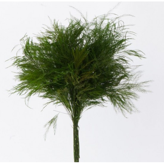 Asparagus stabilisé 40-50cm Vert