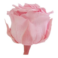 Rose Eternelle | Grossiste Fleuristes | végétal stabilisé