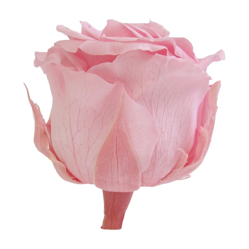 Rose Eternelle | Grossiste Fleuristes | végétal stabilisé