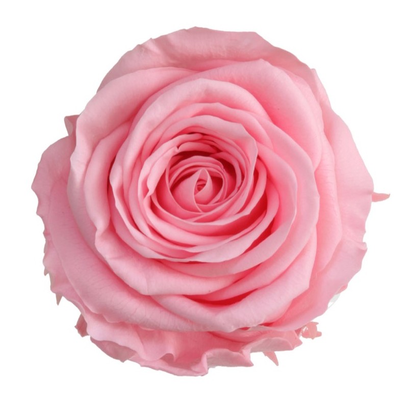 Rose Eternelle | Grossiste Fleuristes | végétal stabilisé
