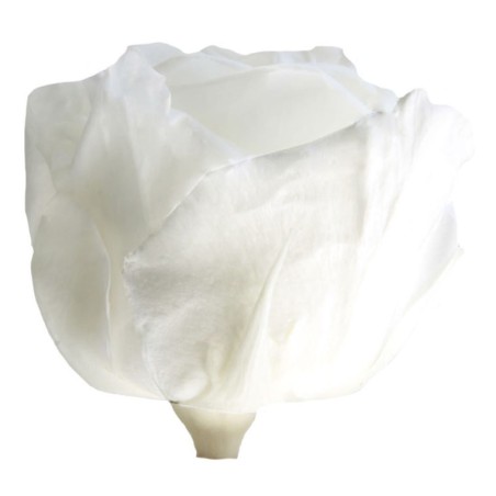 Rose Eternelle | Grossiste Fleuristes | végétal stabilisé