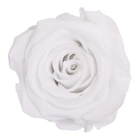 Rose Eternelle | Grossiste Fleuristes | végétal stabilisé