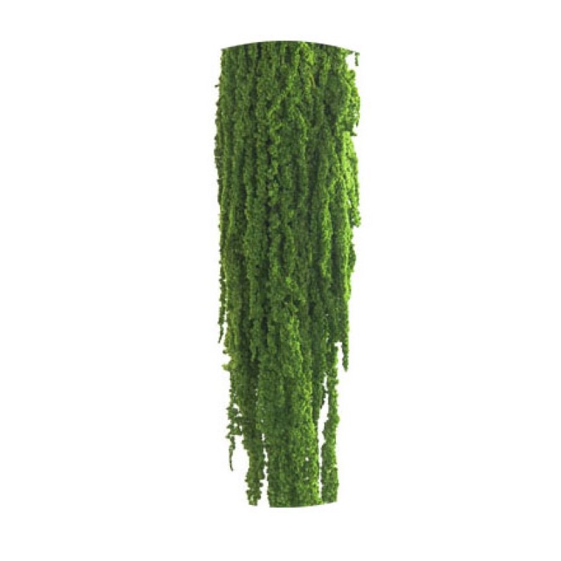 Amaranthe  Stabilisée | Vente en Gros | Qualité Prix