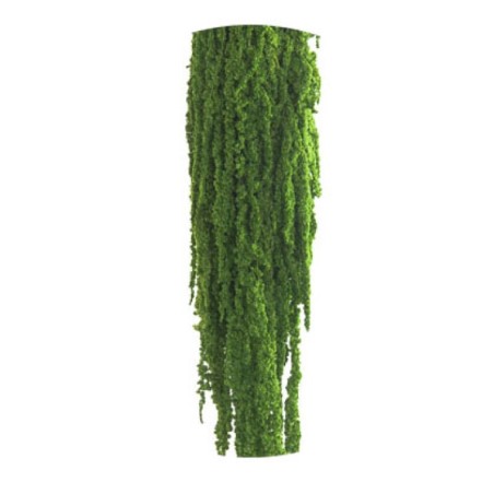 Amaranthe  Stabilisée | Vente en Gros | Qualité Prix