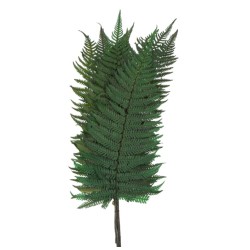 Fougère Stabilisée  | Grossiste Fleuristes | Végétal stabilisé