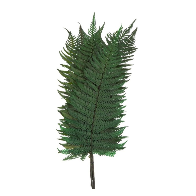 Fougère Stabilisée  | Grossiste Fleuristes | Végétal stabilisé