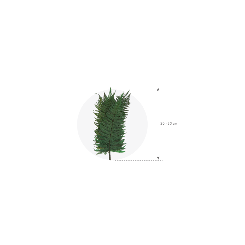 Fougère Stabilisée  | Grossiste Fleuristes | Végétal stabilisé