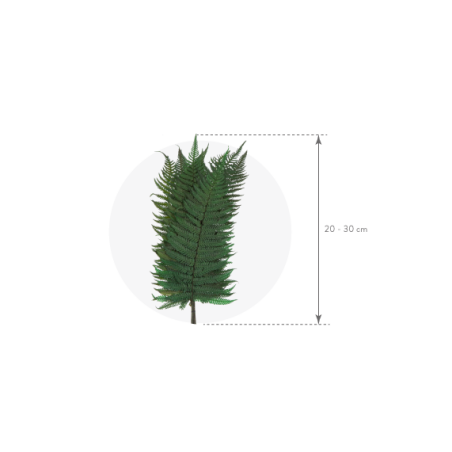Fougère Stabilisée  | Grossiste Fleuristes | Végétal stabilisé