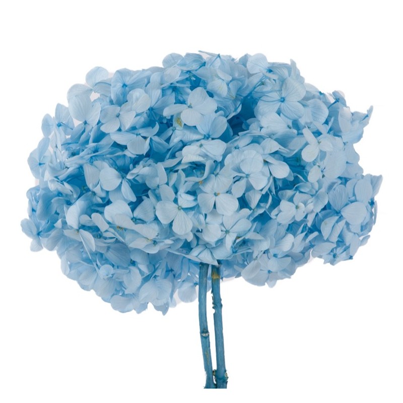Hortensia Stabilisée | Grossiste fleuristes | Qualité Prix