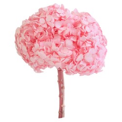 Hortensia Stabilisée | Grossiste fleuristes | Qualité Prix