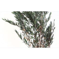 Lepto Stabilisé | Grossiste Fleuristes | Feuillage stabilisé