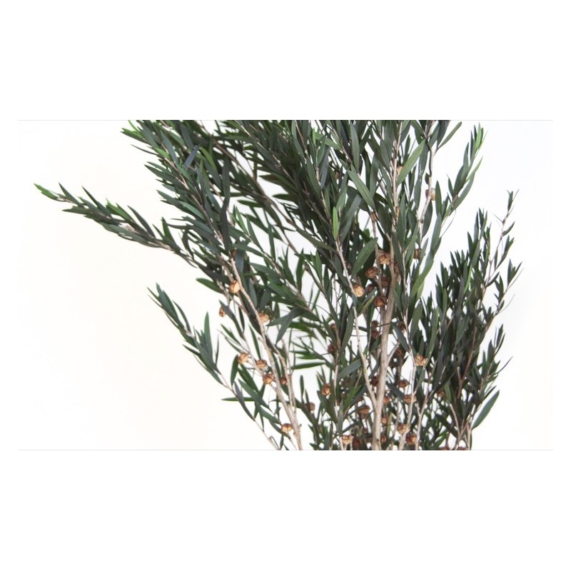 Lepto Stabilisé | Grossiste Fleuristes | Feuillage stabilisé