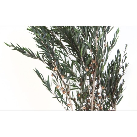 Lepto Stabilisé | Grossiste Fleuristes | Feuillage stabilisé