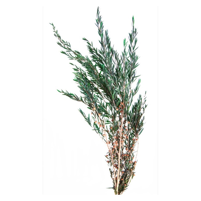 Lepto Stabilisé | Grossiste Fleuristes | Feuillage stabilisé