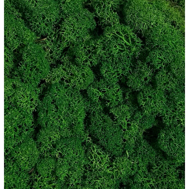 Lichen Stabilisée| Grossiste Fleuristes | Feuillage stabilisé