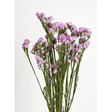 Statice stabilisé  | Grossiste Fleuristes | Fleurs durables