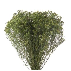 Broom Bloom stabilisé | Grossiste Fleuristes | Fleurs stabilisées
