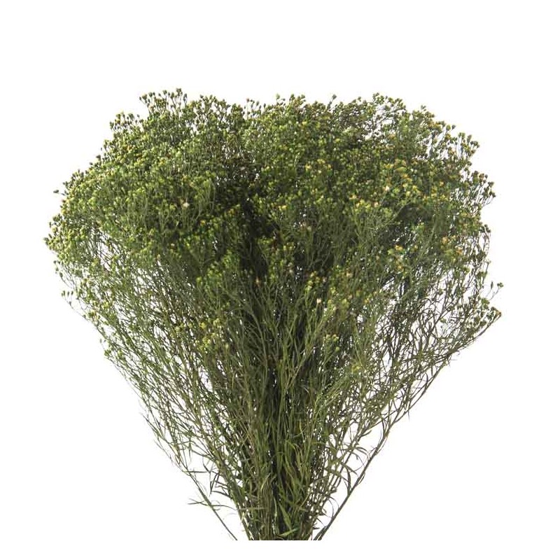 Broom Bloom stabilisé | Grossiste Fleuristes | Fleurs stabilisées