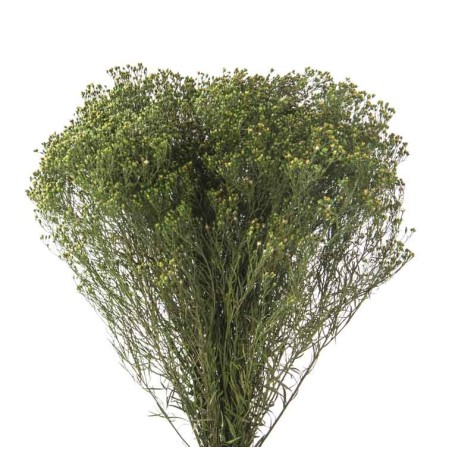 Broom Bloom stabilisé | Grossiste Fleuristes | Fleurs stabilisées